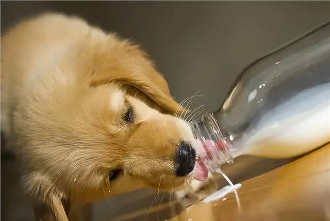 值得无限回购的养狗好物,一起冲