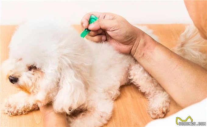 值得无限回购的养狗好物，一起冲