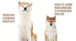 秋田犬和柴犬傻傻分不清!一招教你搞定这个烦恼