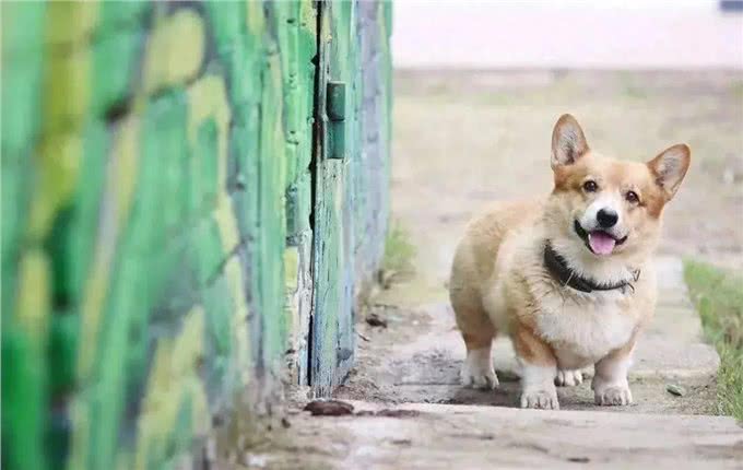 福仔席卷警犬界!柯基犬如何成为最受欢迎的宠物侦探?