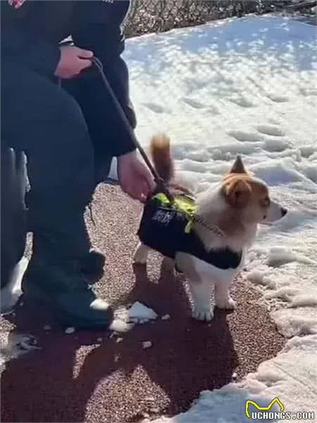 福仔席卷警犬界!柯基犬如何成为最受欢迎的宠物侦探?