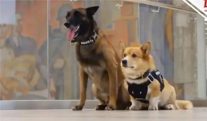 福仔席卷警犬界!柯基犬如何成为最受欢迎的宠物侦探?