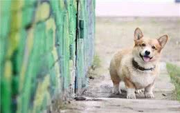 福仔席卷警犬界!柯基犬如何成为最受欢迎的宠物侦探?