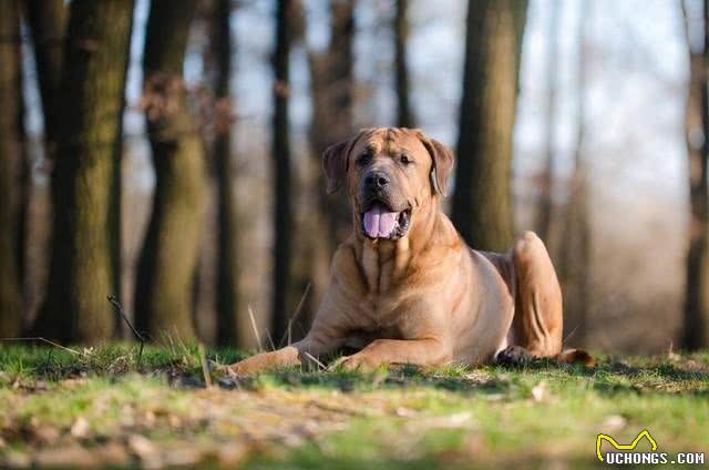 世界上打架最厉害的十种狗