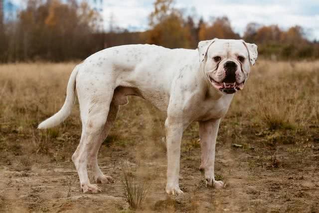 世界上打架最厉害的十种狗