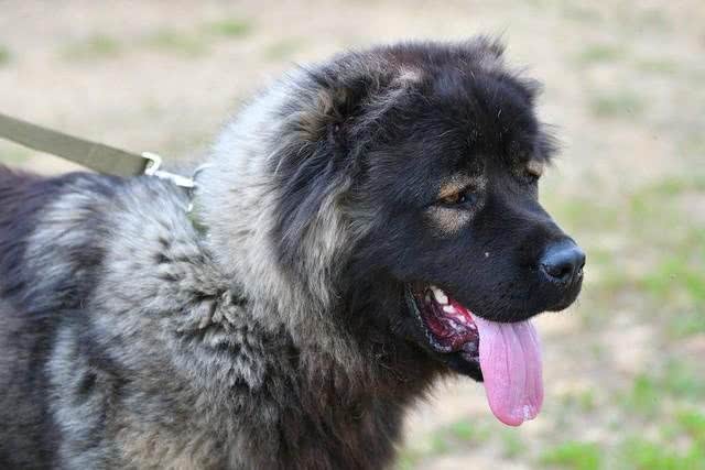 世界上打架最厉害的十种狗