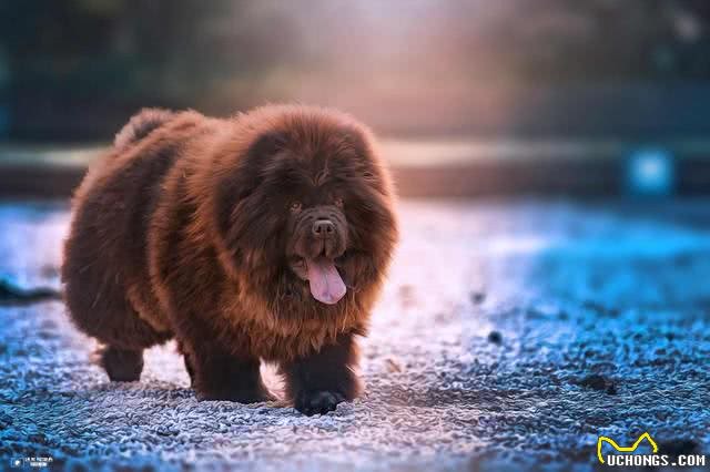 世界上打架最厉害的十种狗