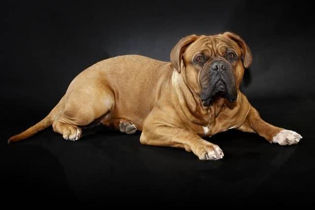 世界上打架最厉害的十种狗