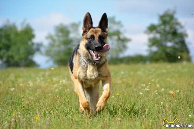 世界上打架最厉害的十种狗