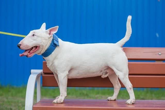 世界上打架最厉害的十种狗