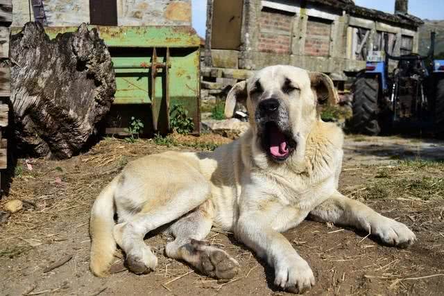 世界上打架最厉害的十种狗