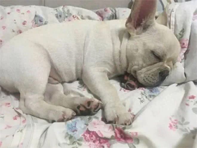狗狗睡姿揭秘:这8种状态,你会惊讶原来它们如此幸福!