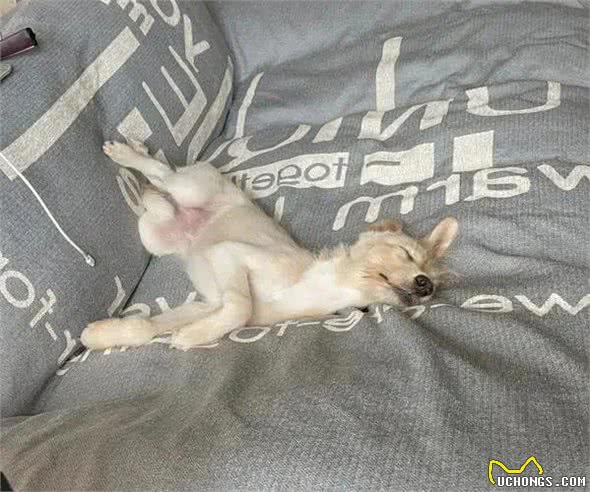 狗狗睡姿揭秘:这8种状态,你会惊讶原来它们如此幸福!