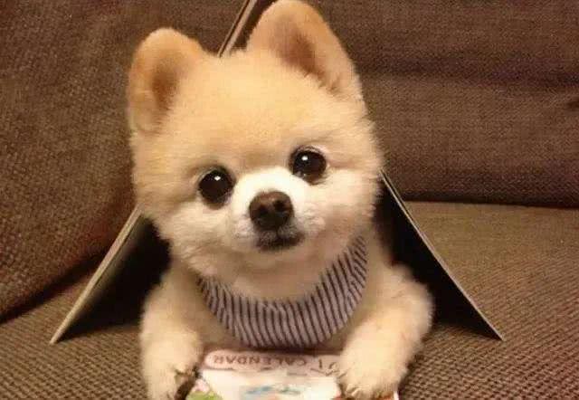 狗狗睡姿揭秘:这8种状态,你会惊讶原来它们如此幸福!