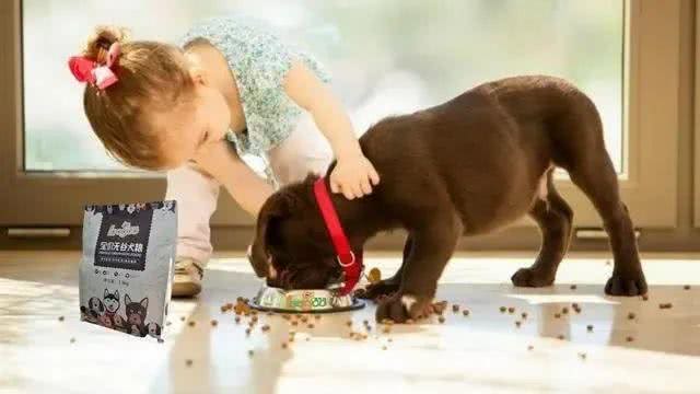 狗狗睡姿揭秘:这8种状态,你会惊讶原来它们如此幸福!