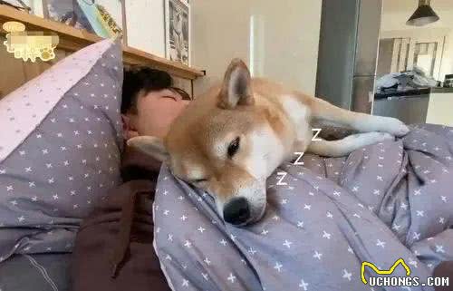 狗狗睡姿揭秘:这8种状态,你会惊讶原来它们如此幸福!