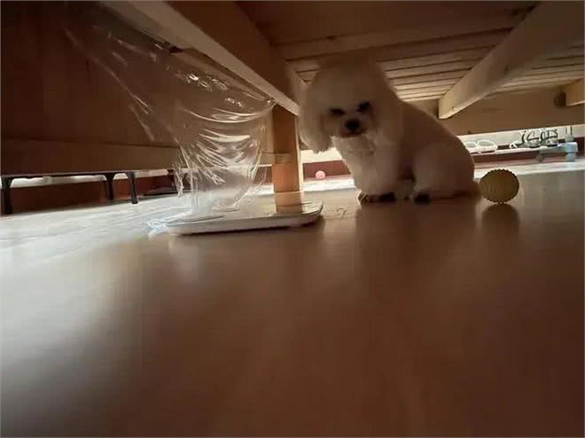 狗狗睡姿揭秘:这8种状态,你会惊讶原来它们如此幸福!