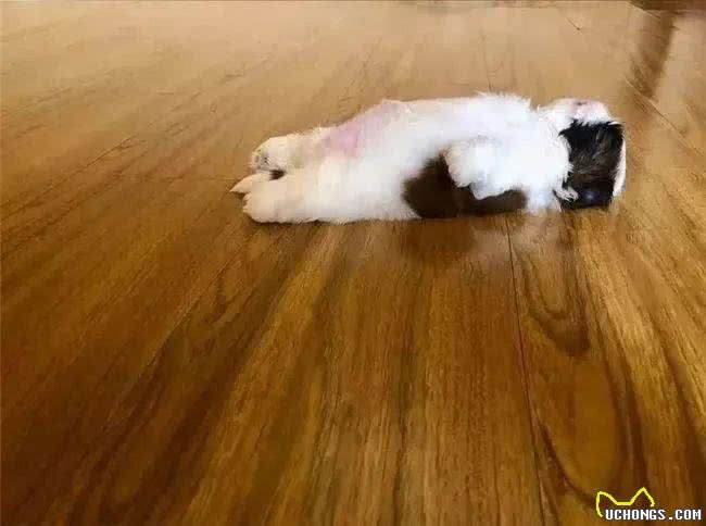 狗狗睡姿揭秘:这8种状态,你会惊讶原来它们如此幸福!