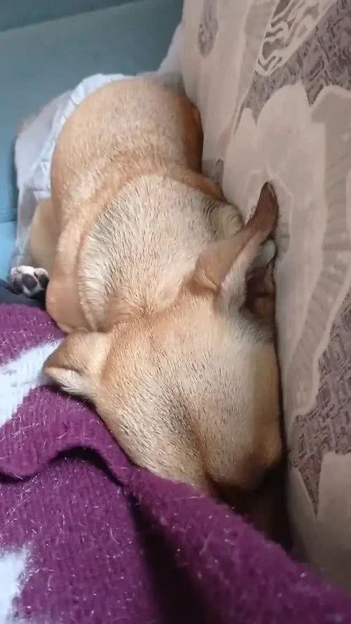 狗狗睡姿揭秘:这8种状态,你会惊讶原来它们如此幸福!