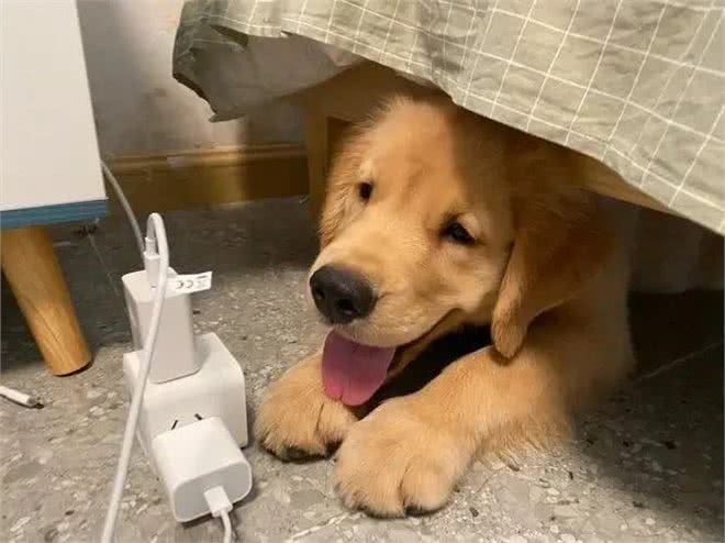 狗狗睡姿揭秘:这8种状态,你会惊讶原来它们如此幸福!