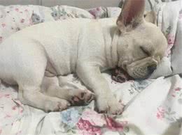 狗狗睡姿揭秘:这8种状态，你会惊讶原来它们如此幸福!