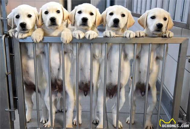 狗狗撒手没、遛主人的真正原因,生物学解释!