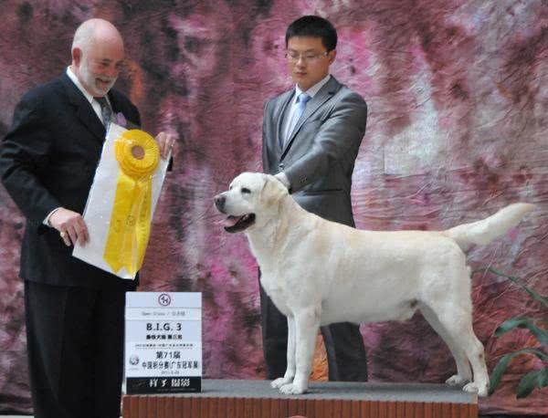 狗狗撒手没、遛主人的真正原因,生物学解释!