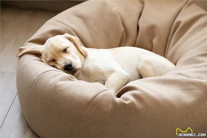 狗狗专属舒适床,四大特征助力提升汪星人的睡眠质量