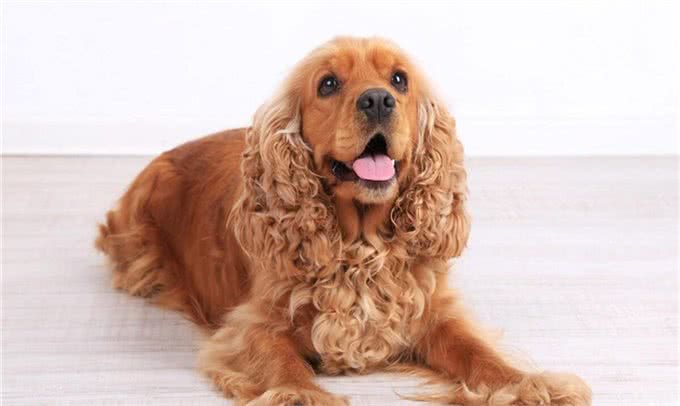 卷毛狗的品种