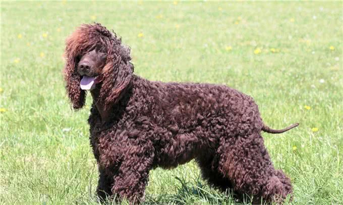 卷毛狗的品种