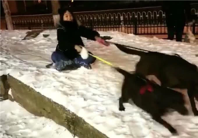 拉布拉多拉雪橇只会带你狗吃屎,网友:拉布拉多换哈士奇,2换1