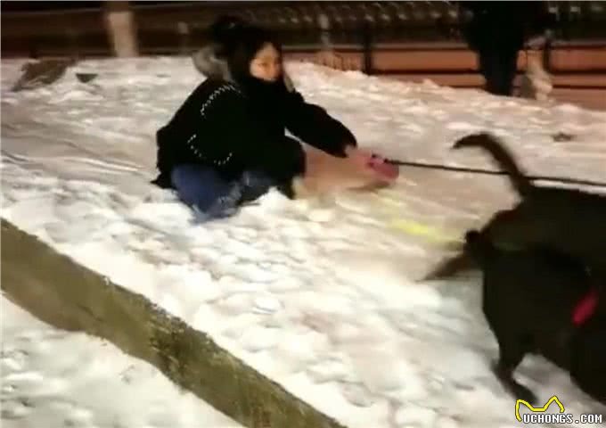 拉布拉多拉雪橇只会带你狗吃屎,网友:拉布拉多换哈士奇,2换1