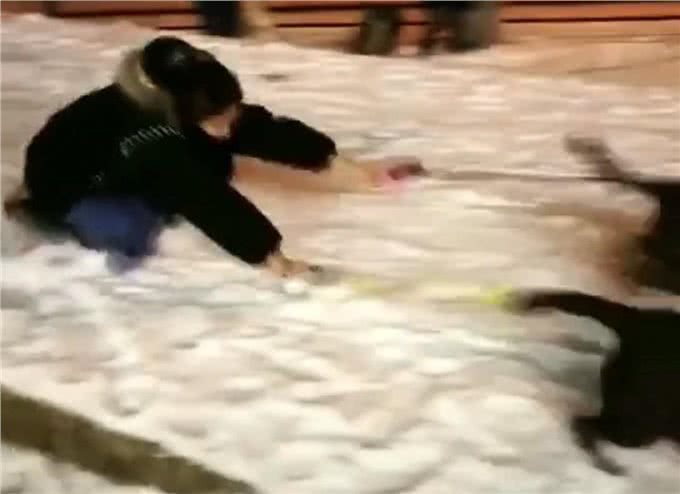 拉布拉多拉雪橇只会带你狗吃屎,网友:拉布拉多换哈士奇,2换1