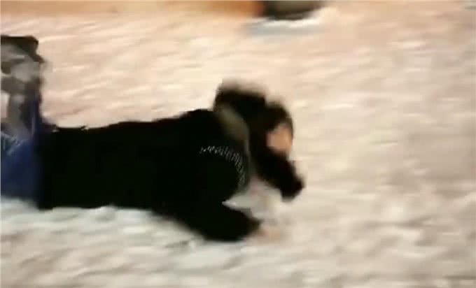 拉布拉多拉雪橇只会带你狗吃屎,网友:拉布拉多换哈士奇,2换1