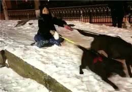 拉布拉多拉雪橇只会带你狗吃屎，网友：拉布拉多换哈士奇，2换1