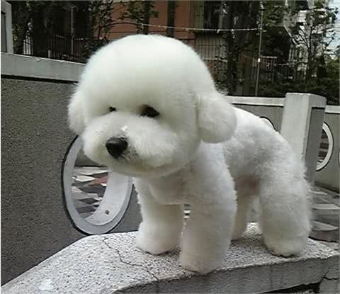 兽医教你选购一只健康的宠物犬之比熊犬?