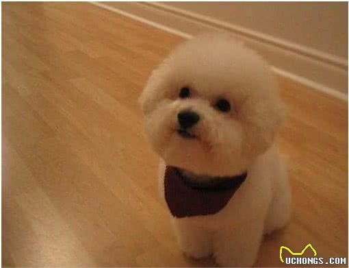 兽医教你选购一只健康的宠物犬之比熊犬?