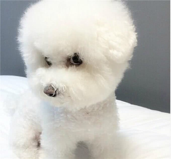 兽医教你选购一只健康的宠物犬之比熊犬?