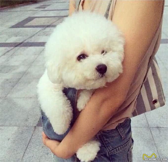 兽医教你选购一只健康的宠物犬之比熊犬?