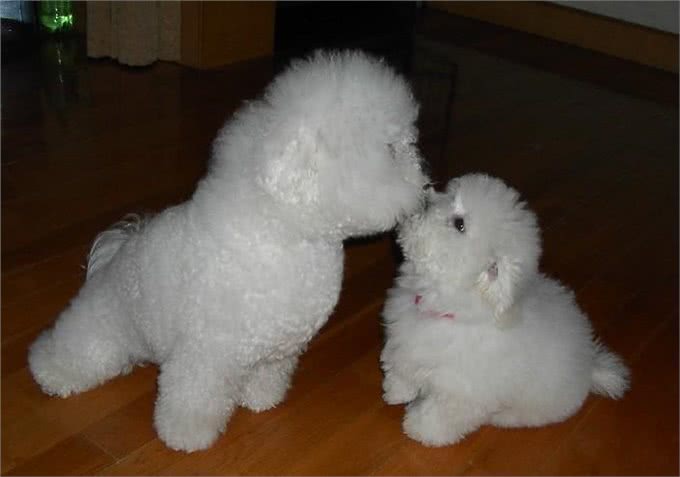 兽医教你选购一只健康的宠物犬之比熊犬?