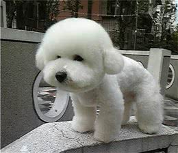 兽医教你选购一只健康的宠物犬之比熊犬?