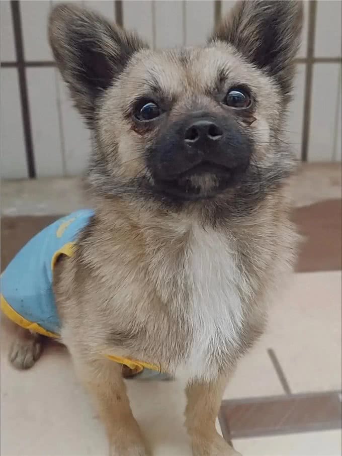 狗狗生产后鼻子变干，千万别忽视!