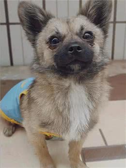 狗狗生产后鼻子变干，千万别忽视!