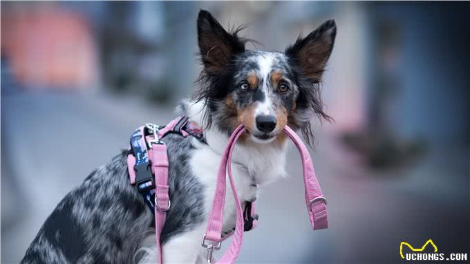 狗丢了怎么办?小狗怎么训练?狗喜欢乱叫?养狗应该知道的10件事