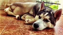 狗丢了怎么办?小狗怎么训练?狗喜欢乱叫?养狗应该知道的10件事