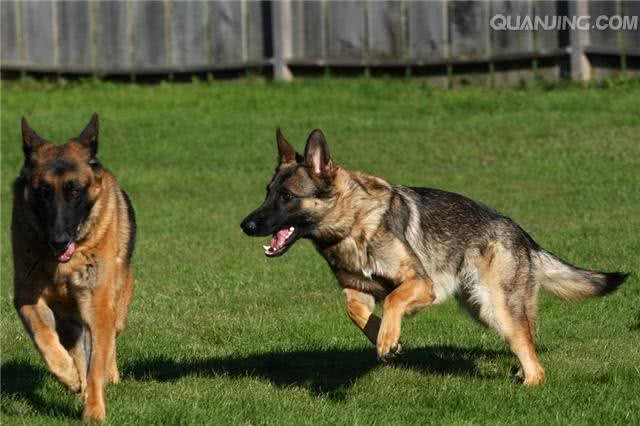 勇气非凡,霸气侧漏的五种优秀护卫犬,有你喜欢的吗