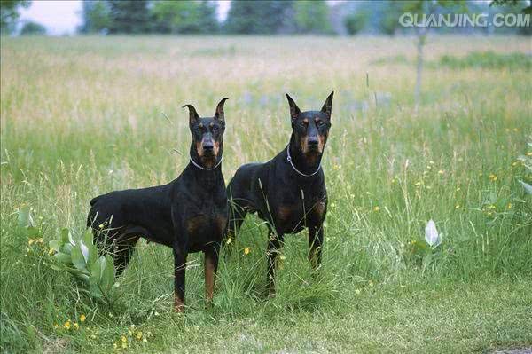 勇气非凡,霸气侧漏的五种优秀护卫犬,有你喜欢的吗