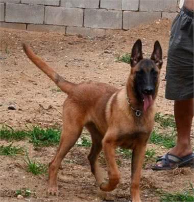 勇气非凡,霸气侧漏的五种优秀护卫犬,有你喜欢的吗