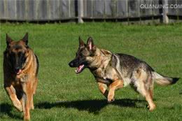 勇气非凡，霸气侧漏的五种优秀护卫犬，有你喜欢的吗