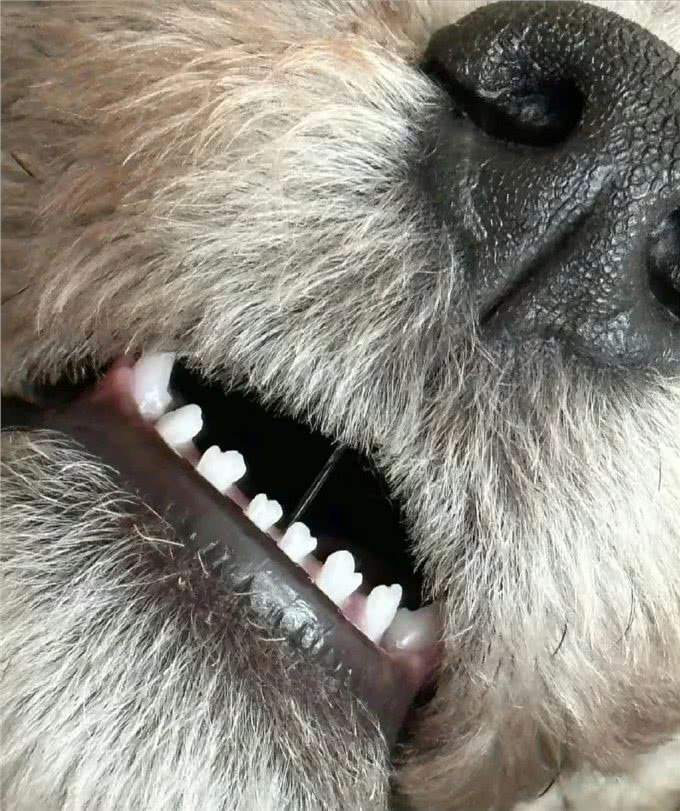 笑不活了,牙齿竟然是小手套形状!晒出你们狗狗牙齿形状!哈哈
